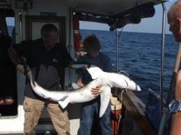 80lb blue shark