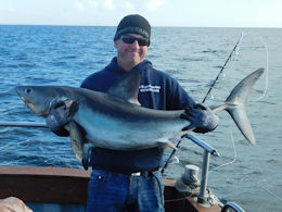 porbeagle